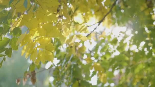 Rayos de luz solar que brillan sobre una rama de árbol con hojas amarillas sacudidas por un animal en un día de otoño — Vídeo de stock