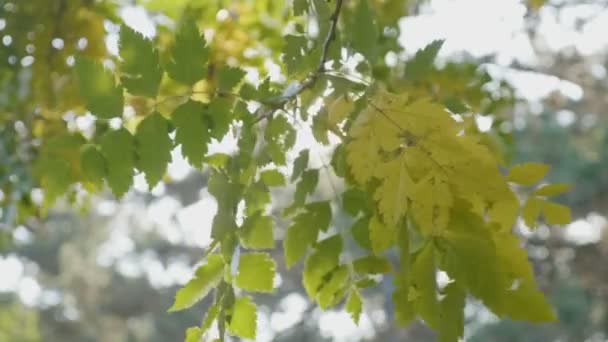 Větev stromu s žluté listy, kymácející se ve větru a paprsky slunce svítí na ní na podzimní ráno — Stock video
