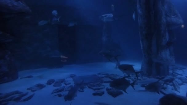 Sharks swimming underwater among other fishes species inside fish tank aquarium trip concept — Stock Video