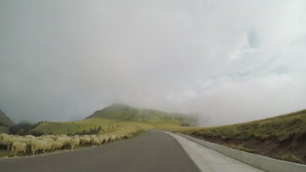POV van pastorale berglandschap rijden auto prachtige panorama met dennen bomen op de mistige heuvels en de kudde schapen lopen vanuit — Stockvideo