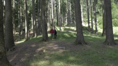 Genç aşıklar ellerin elinde güneşli bir günde yürüyüş orman gezisinde rahatlatıcı