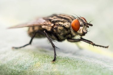 Bacaklar ovmak için fly