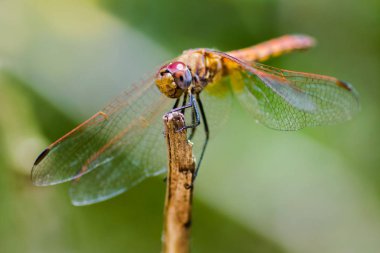 Yusufçuk yeşil arka plan