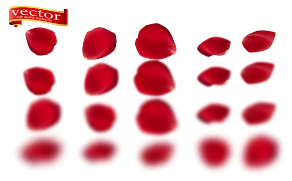 Rode rozenblaadjes set, geïsoleerd op wit, vectorillustratie. Rode rozenblaadjes vector hoog detail. — Stockvector