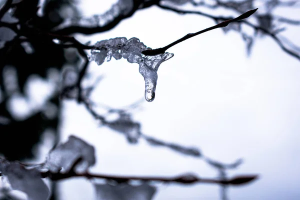 在模糊的背景下 冰冻的雨滴从树枝上落下 覆盖着冰 — 图库照片