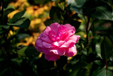 Yeşil arkaplanı bulanık gül çiçeği. Yakın plan.