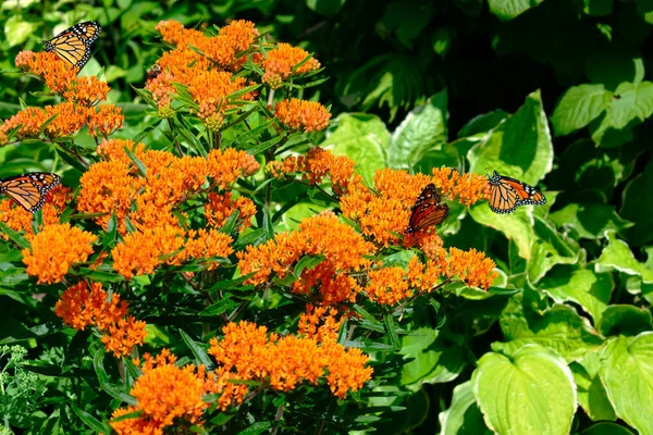 Monarch Butterflies Orange Flowers Beautiful Insect Nature Habitat — Stock Photo, Image