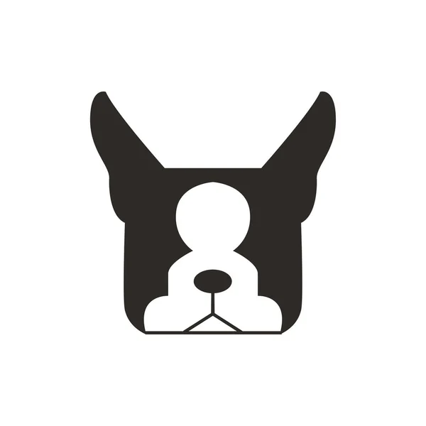 Boston Teriyer baş tasarımı