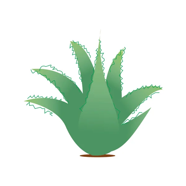 Illustration Aloe Vera Plant — Stock Vector