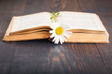 Eski kitap ve papatyalar çiçek