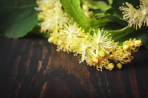 Blumen und Blätter der Linde Nahaufnahme — Stockfoto