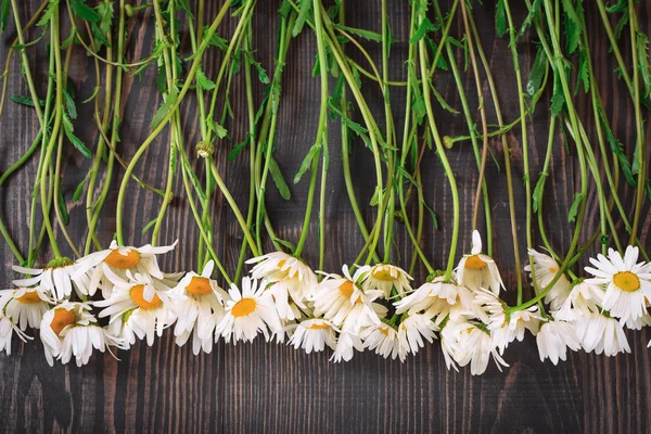 Gänseblümchen-Kamillenblüten auf Holzgrund. — Stockfoto