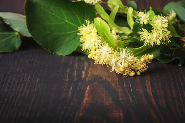 Blumen und Blätter der Linde Nahaufnahme — Stockfoto