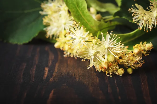 Fiori e foglie di tiglio primo piano — Foto Stock