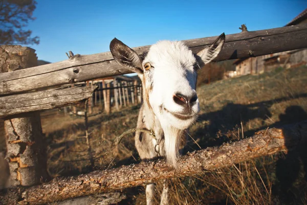 La cabra mira desde detrás de una valla de madera . — Foto de Stock