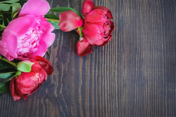 红色和粉色牡丹木制的桌子上。美丽的花卉背景. — 图库照片
