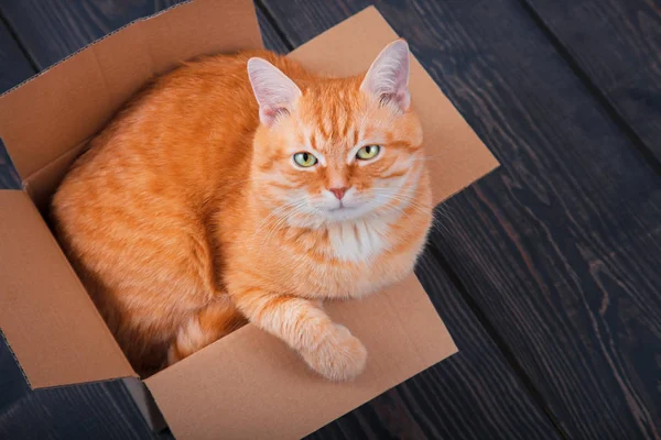 Милая красная кошка в картонной коробке . — стоковое фото