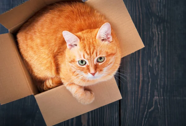 Gato vermelho bonito em uma caixa de papelão . — Fotografia de Stock