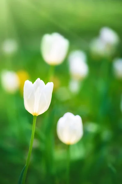 Weiße Tulpen auf dem Hintergrund von grünem Gras in Nahaufnahme. — Stockfoto