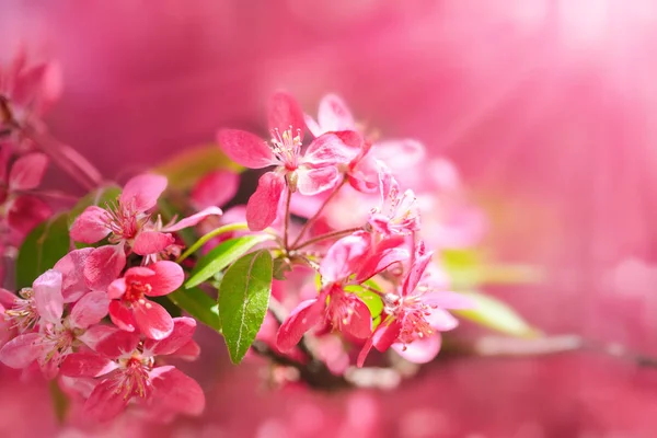 Blühende Paradies-Apfelbaumknospen. wunderbarer natürlicher Hintergrund. — Stockfoto
