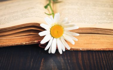 Eski kitap ve papatyalar yakın kadar çiçek