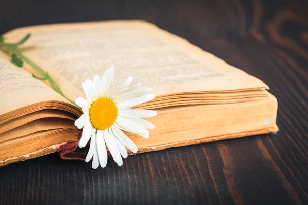 Oude boek en madeliefjes bloem — Stockfoto