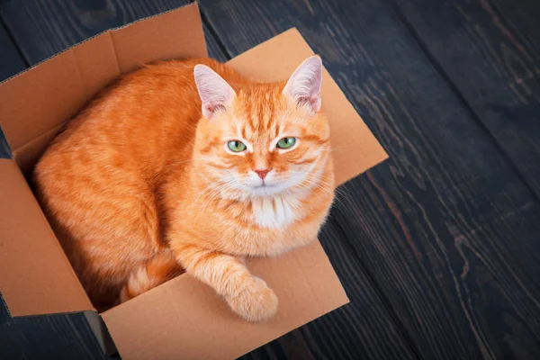 Roztomilá červená kočka v krabici. — Stock fotografie