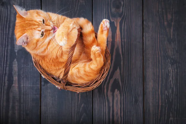 Gato vermelho bonito sentado em uma cesta . — Fotografia de Stock