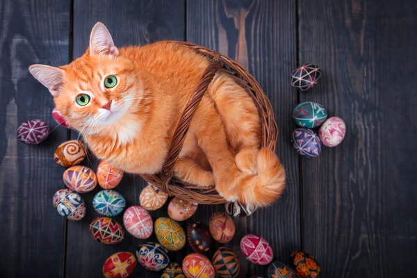Cat sitting in the basket on a wooden background with Easter eggs. — Stock Photo, Image