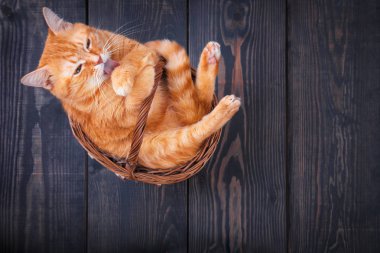 Bir sepet içinde oturan sevimli kırmızı kedi.