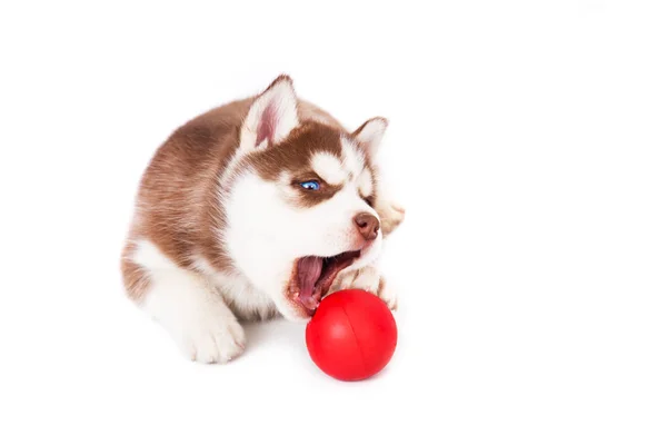 Siberiano husky jugando con una pelota . — Foto de Stock