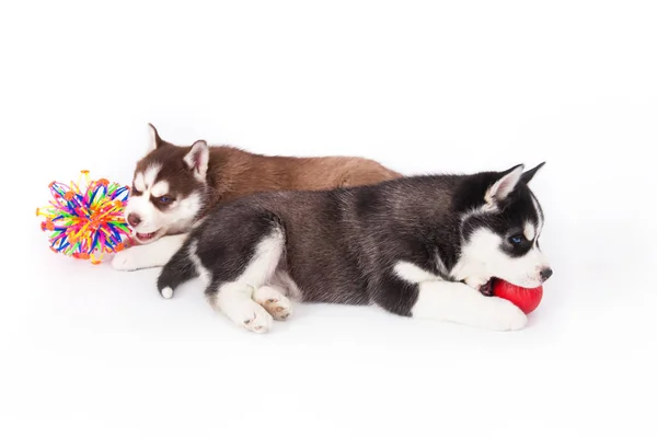 Dos Siberian Husky cachorro jugando con una bolas . — Foto de Stock