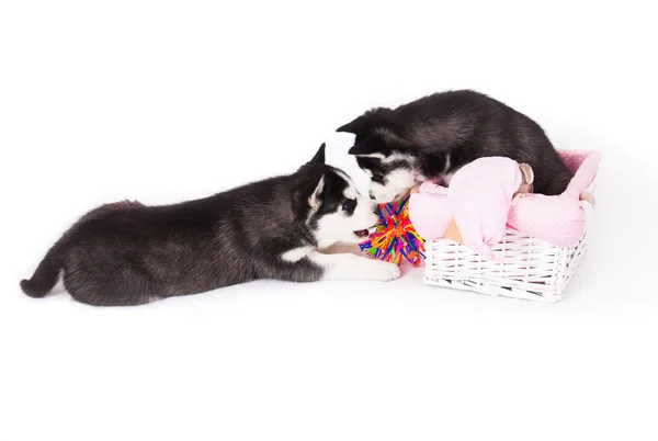 Two Siberian Husky puppy playing with a ball. — Stock Photo, Image