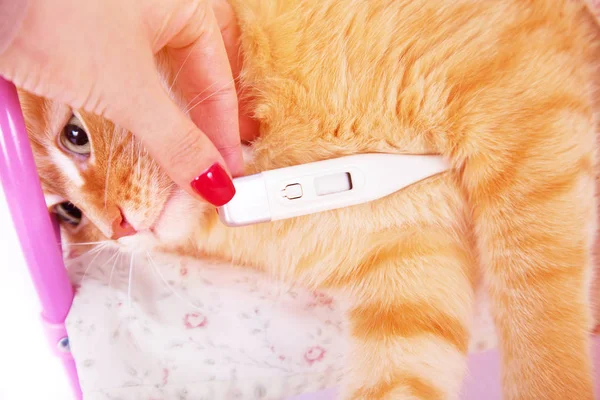Красная кошка лежит с термометром. Концепция ветеринарного и животного здоровья . — стоковое фото