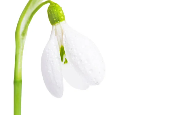 Fiore bianco bucaneve primo piano . — Foto Stock