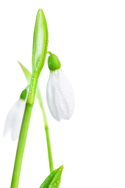 Två vita blomma snowdrop närbild. — Stockfoto