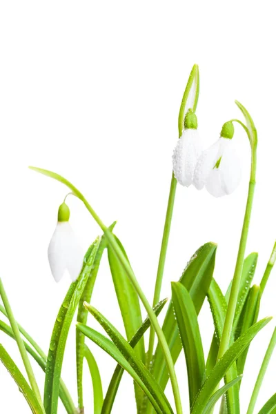 Frühling Schneeglöckchen isoliert auf weißem Hintergrund — Stockfoto