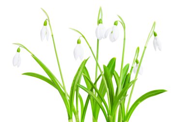 Beyaz arka plan üzerinde izole bahar kardelen