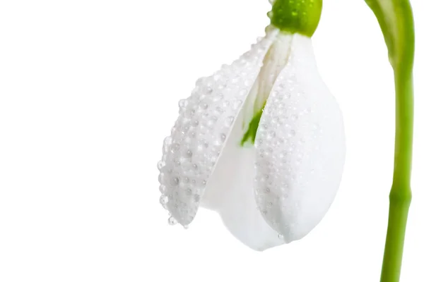 Vit blomma snowdrop närbild. — Stockfoto