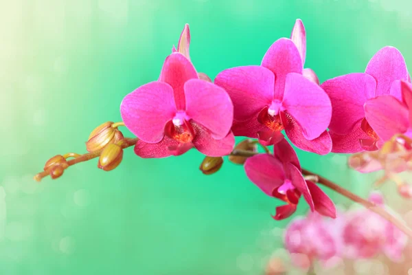 Zweig einer rosa Orchidee auf grünem Hintergrund. — Stockfoto