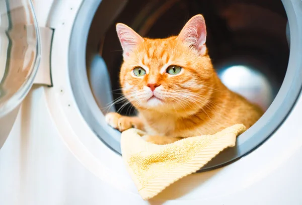 Chat rouge dans la machine à laver . — Photo