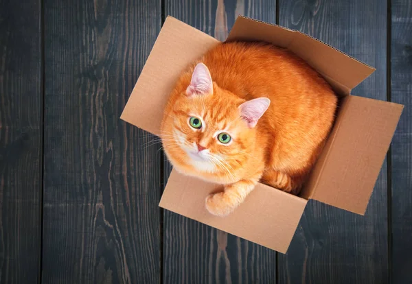 Gato vermelho bonito em uma caixa de papelão . — Fotografia de Stock