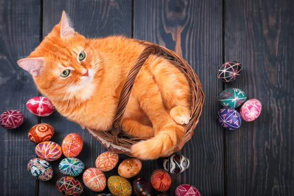 Cat sitting in the basket on a wooden background with Easter eggs. — Stock Photo, Image