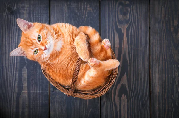 Söt röd katt sitter i en korg. — Stockfoto