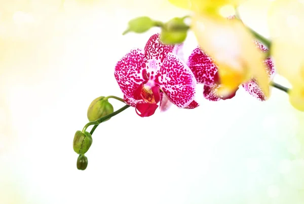 Zweig lila und gelbe Orchidee auf hellem Hintergrund. — Stockfoto