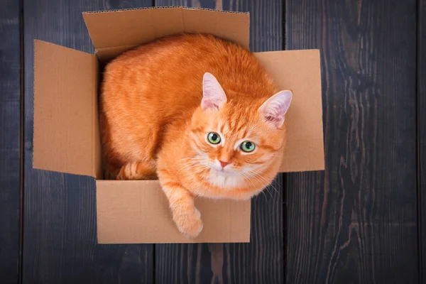 Gato vermelho bonito em uma caixa de papelão . — Fotografia de Stock