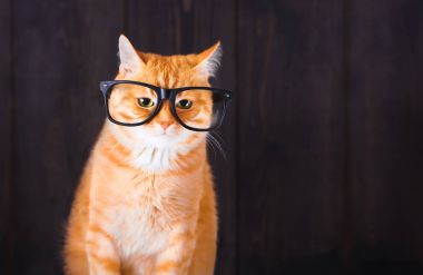 Gözlük ile yerli tekir kedi.