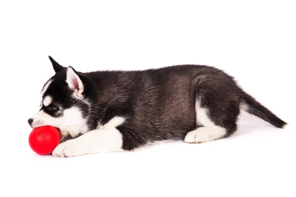 Siberiano husky jugando con una pelota . — Foto de Stock