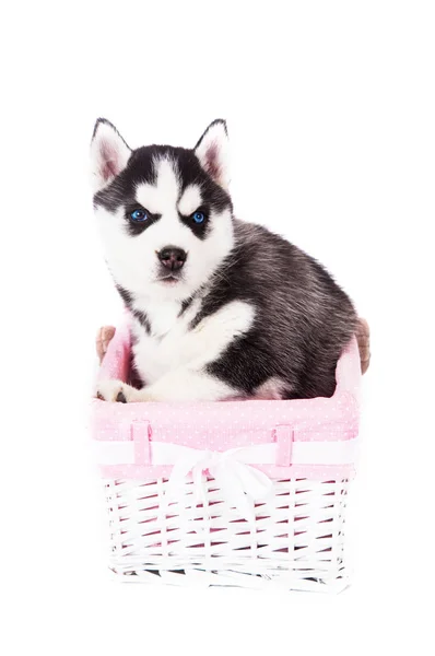 Cachorro de un husky siberiano sentado en una canasta . — Foto de Stock