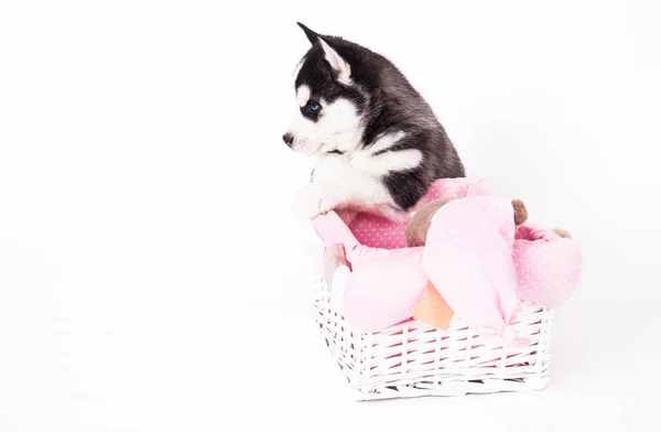 Chiot d'un husky sibérien assis dans un panier . — Photo